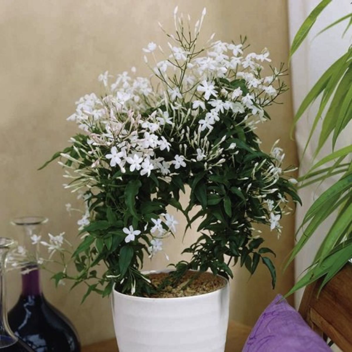 Jasmine fragrant houseplant featured on Thursd 