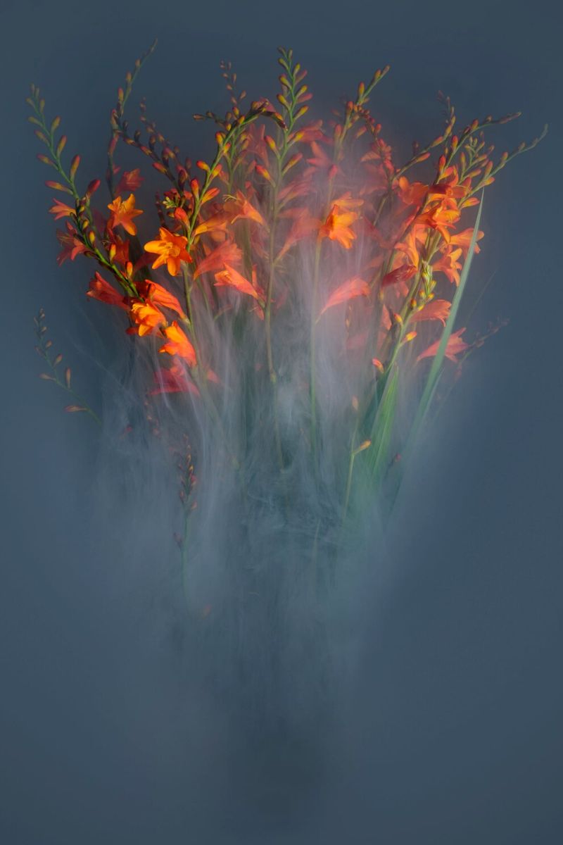Incredible photography by Robert Peek of mysterious looking flowers in water photos on Thursd