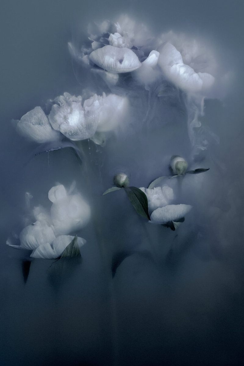 The white flowers are part of water photos by Robert Peek on Thursday