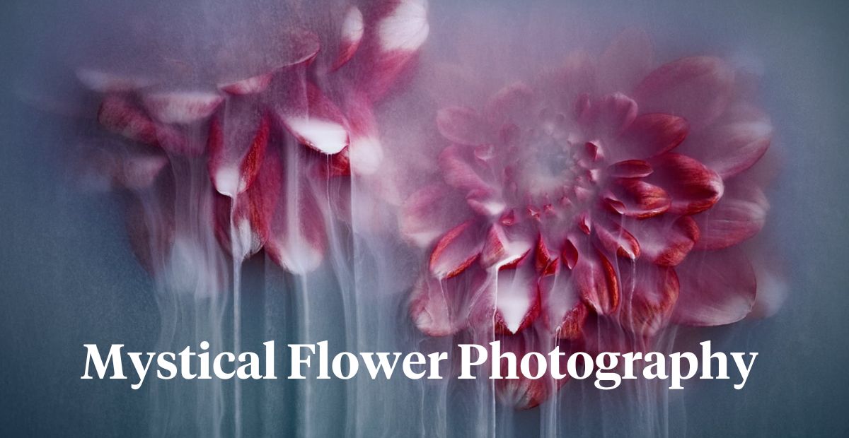 Mystical flower photography by Robert Peek header on Thursd 