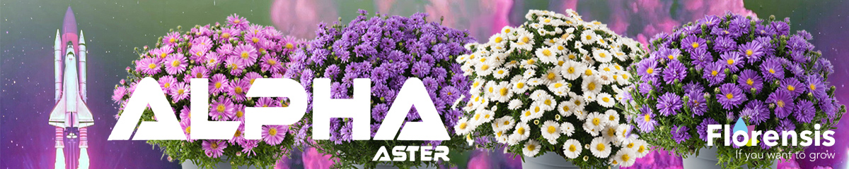 Florensis Aster Alpha Banner on Thursd