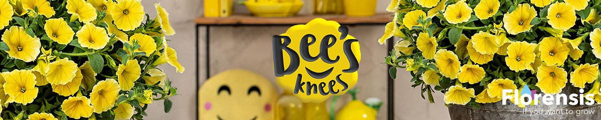 Florensis Petunia Bees Knees Banner on Thursd