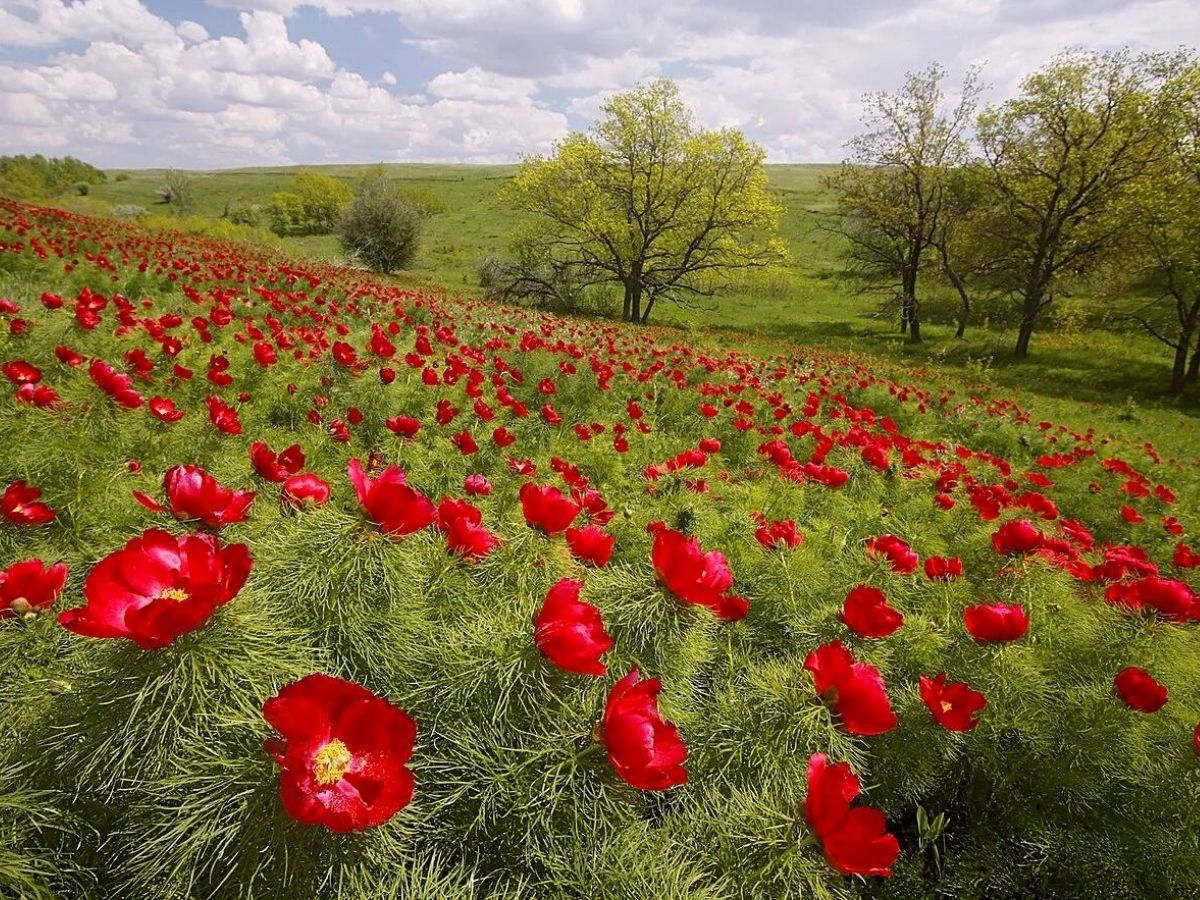 _The Fern Leaf Peony is one of the top 10 most beautiful Russian flowers on Thursd