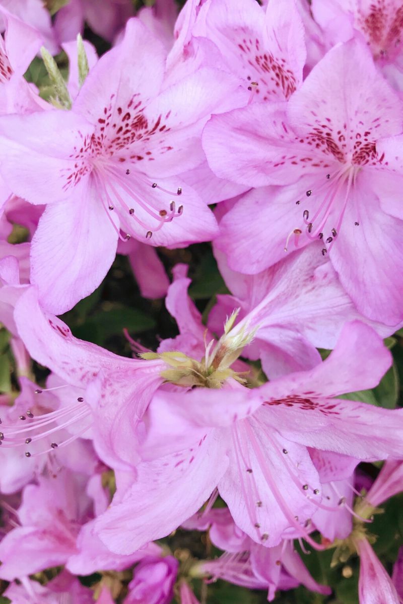 These Russian flowers are among the 10 most beautiful and rarest in Russia on Thursd