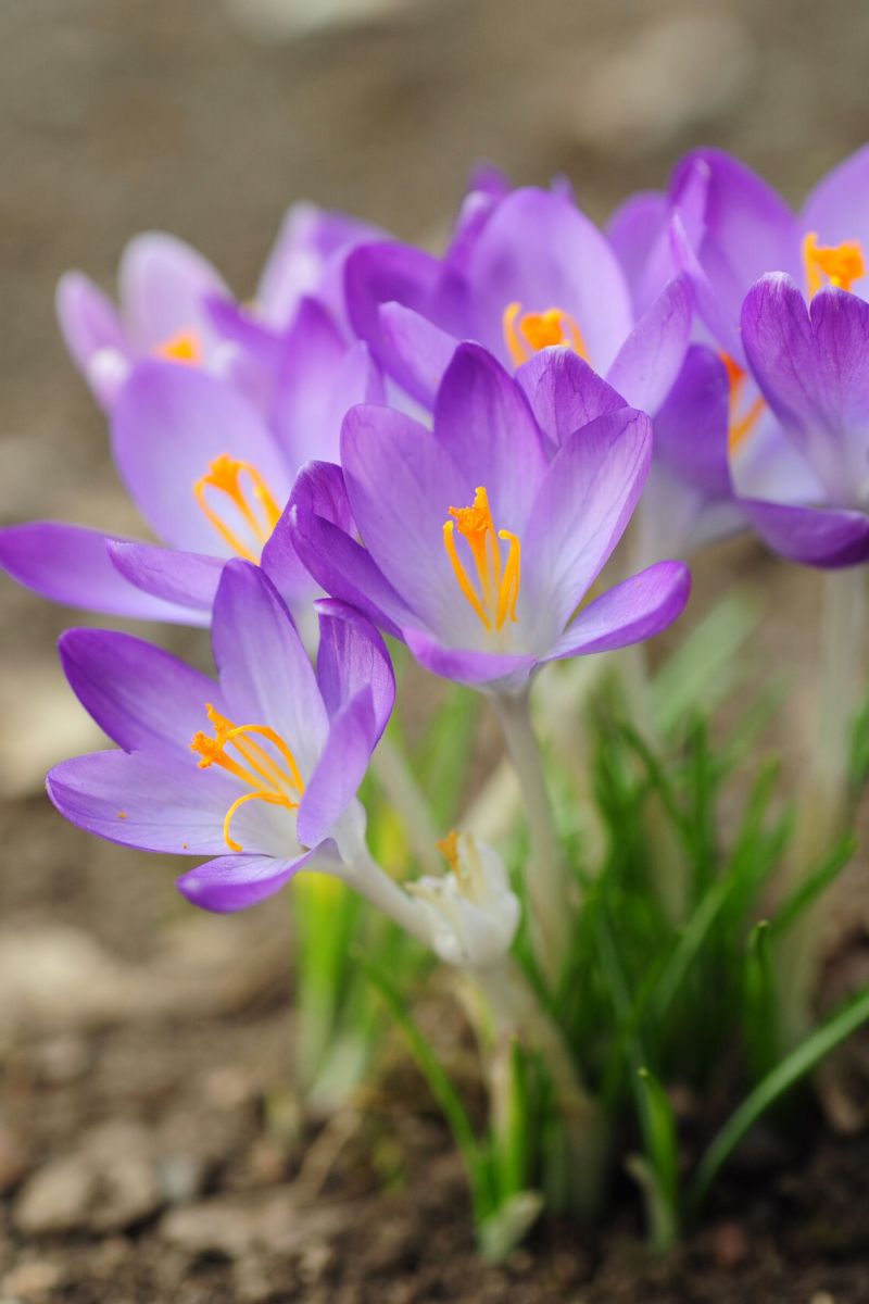 Charming Russian flowers Bieberstein's Crocus on Thursd