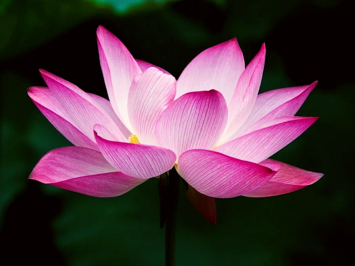 _Sacred Lotus makes part of the group of 10 charming Russian flowers on Thursd