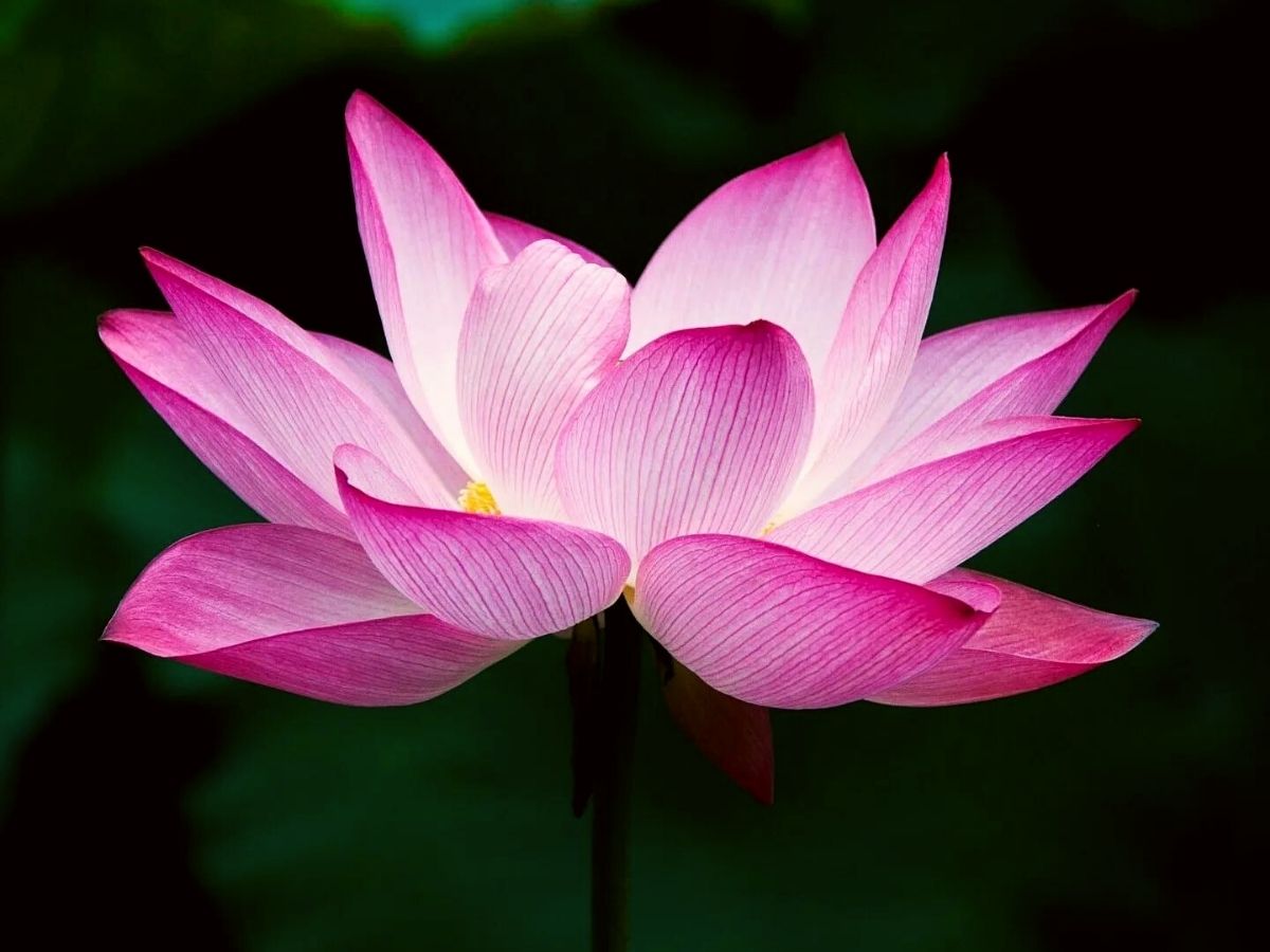 _Sacred Lotus makes part of the group of 10 charming Russian flowers on Thursd _Sacred Lotus makes part of the group of 10 charming Russian flowers on Thursd
