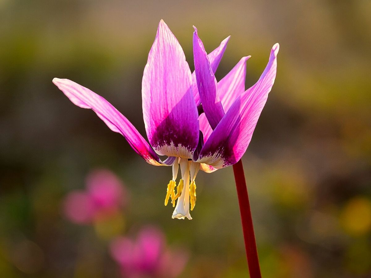 Russian flowers like the Siberian Fawn Lily is contemplated as one of the most lovely flower varieties on Thursd