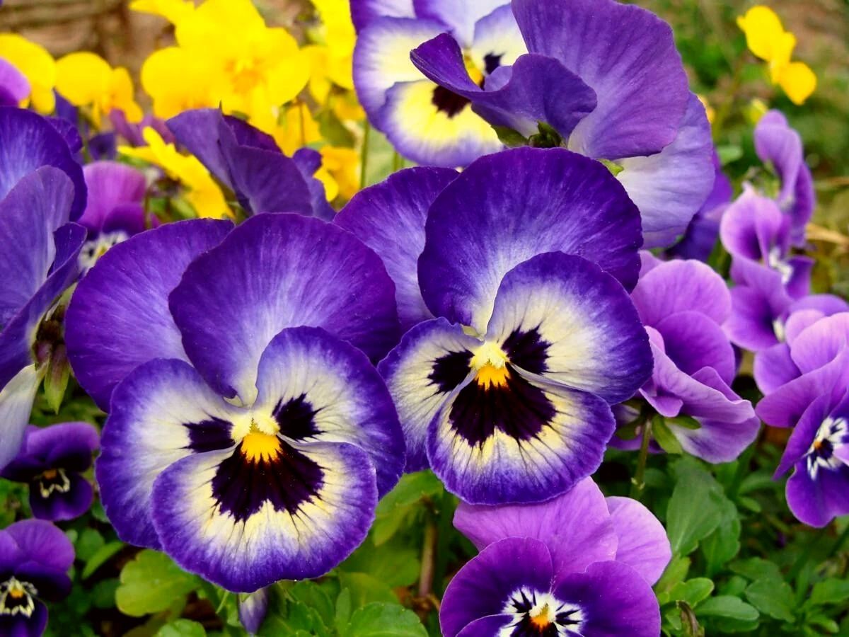 Russian flowers Pansy Viola Incisa on Thursd