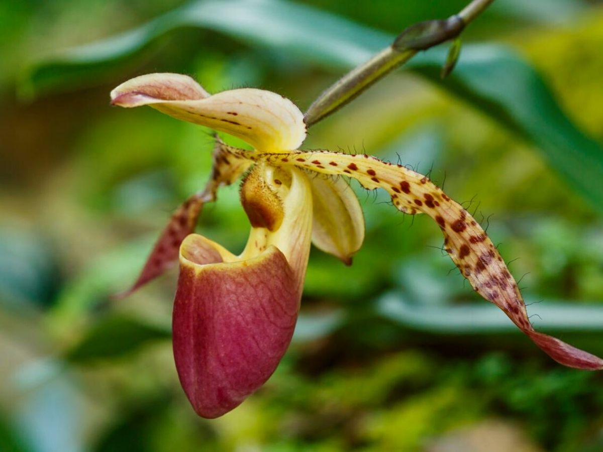 Lady's Slipper Orchid beautiful Russian flower on Thursd