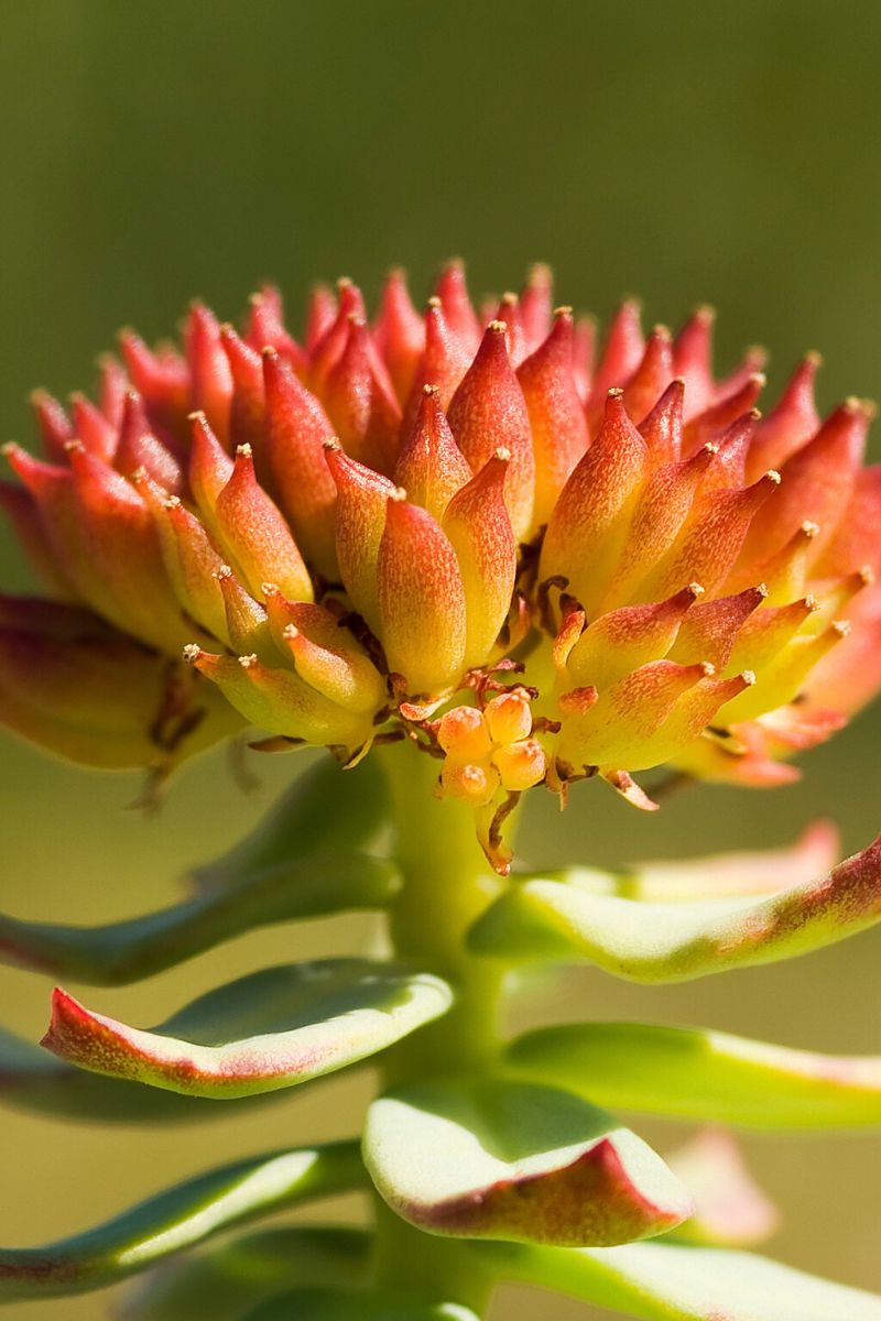 Golden Root Flowering plant on Thursd