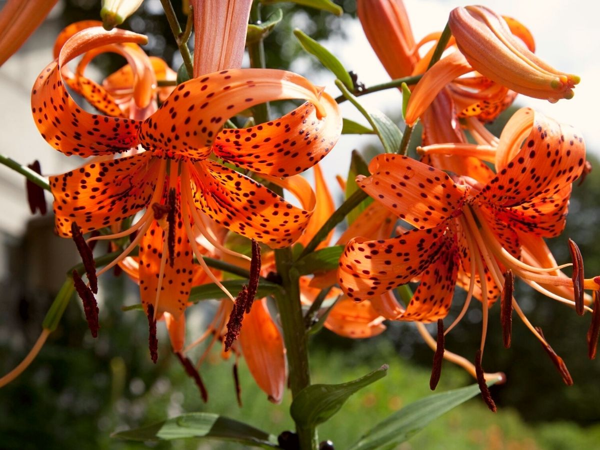 Tiger Lily flower on Thursd