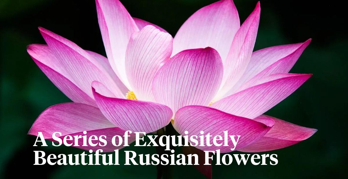 Russian flowers header on Thursd 