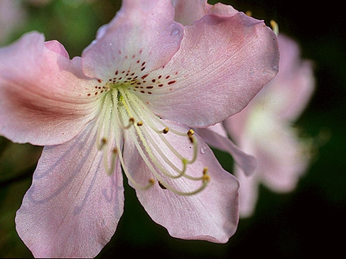 Pink Royal Azalea on Thursd