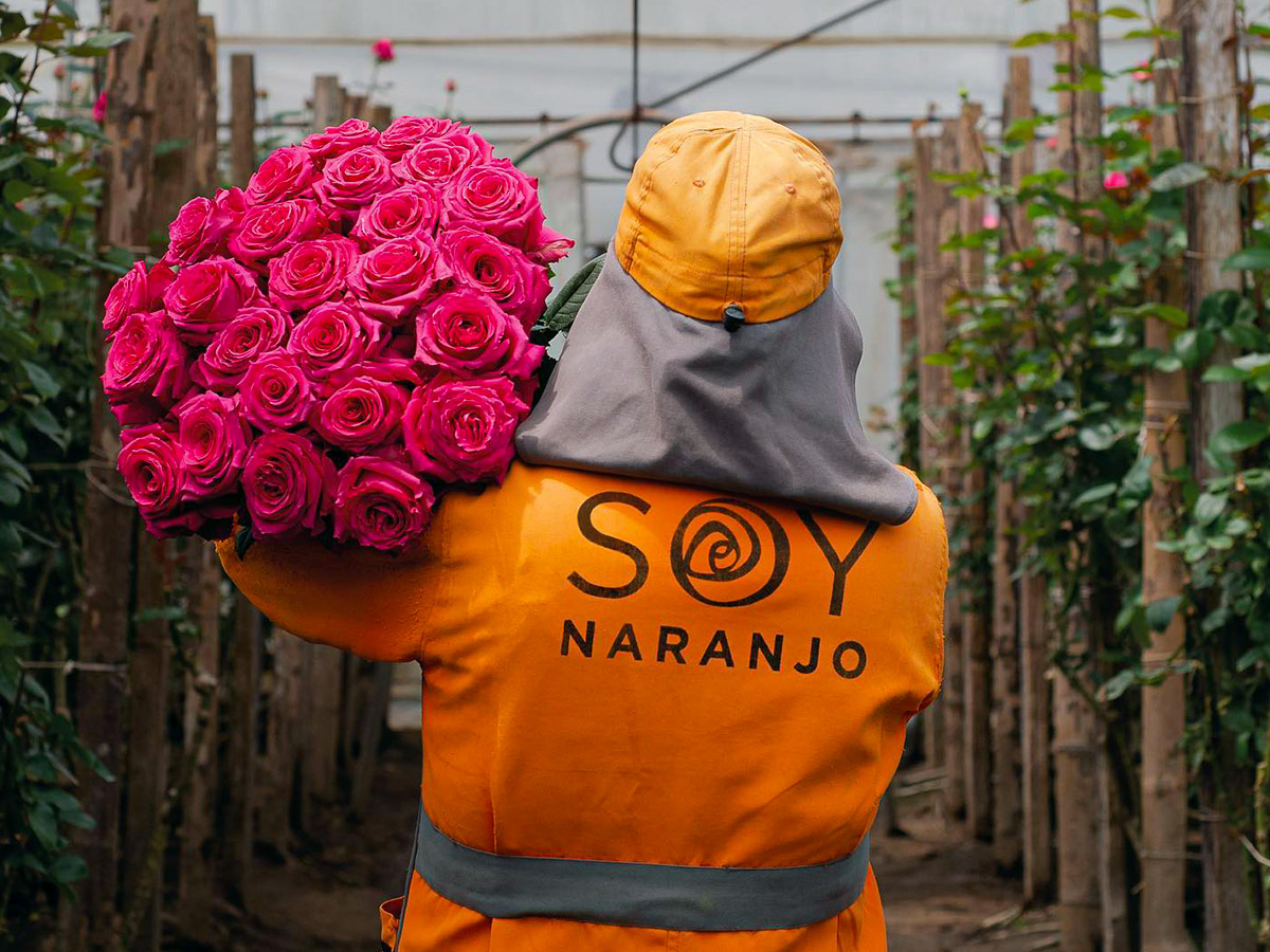 Visit Naranjo Roses Ecuador on Thursd