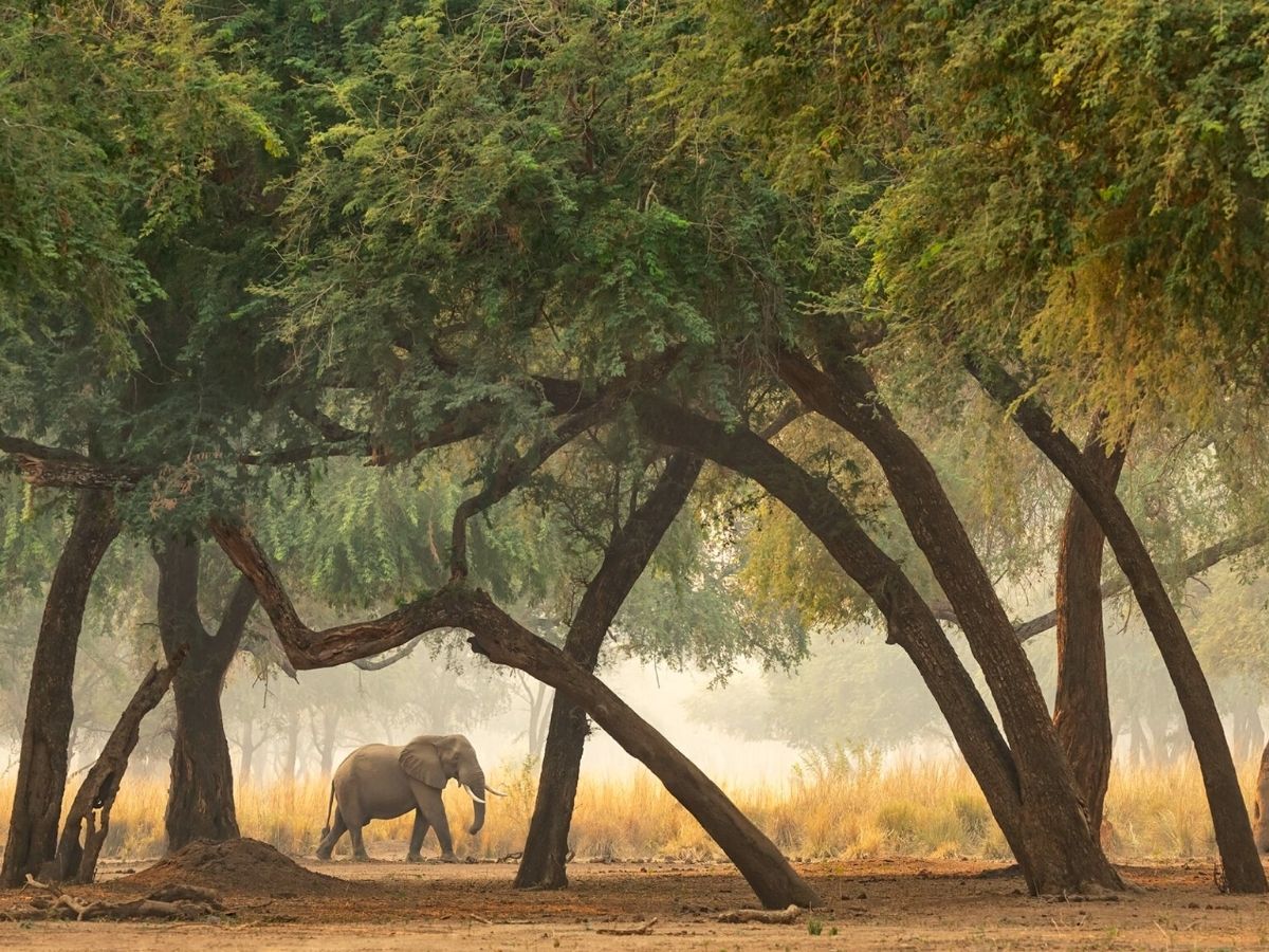 Print for wildlife African elephants on Thursd