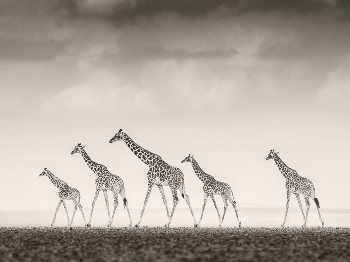 Giraffes are included in the Prints for Wildlife collection on Thursd