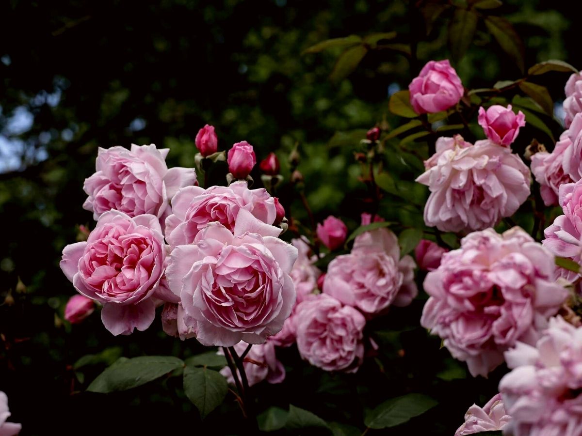 Rose Mortimer Sackler is a climbing rose favorite among rose lovers on Thursd