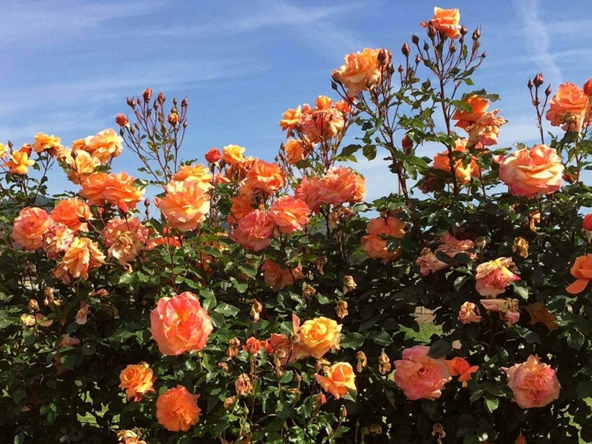 Gorgeous climbing rose Tangerine Skies is the perfect addition for your garden on Thursd