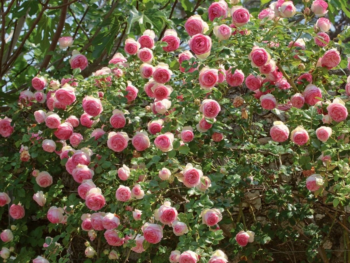 Rose Eden climbing roses that beautifully invade gardens on Thursd