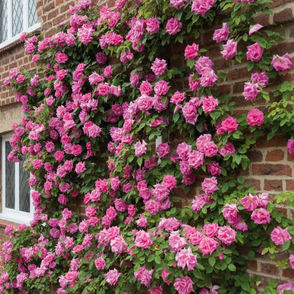 6-climbing-roses-that-are-easy-to-grow-and-will-make-your-garden-look-nothing-but-spectacular-featured