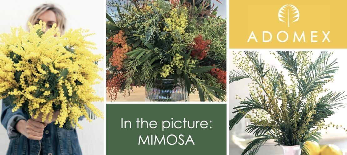 Mimosa International Women's Day - Adomex on Thursd