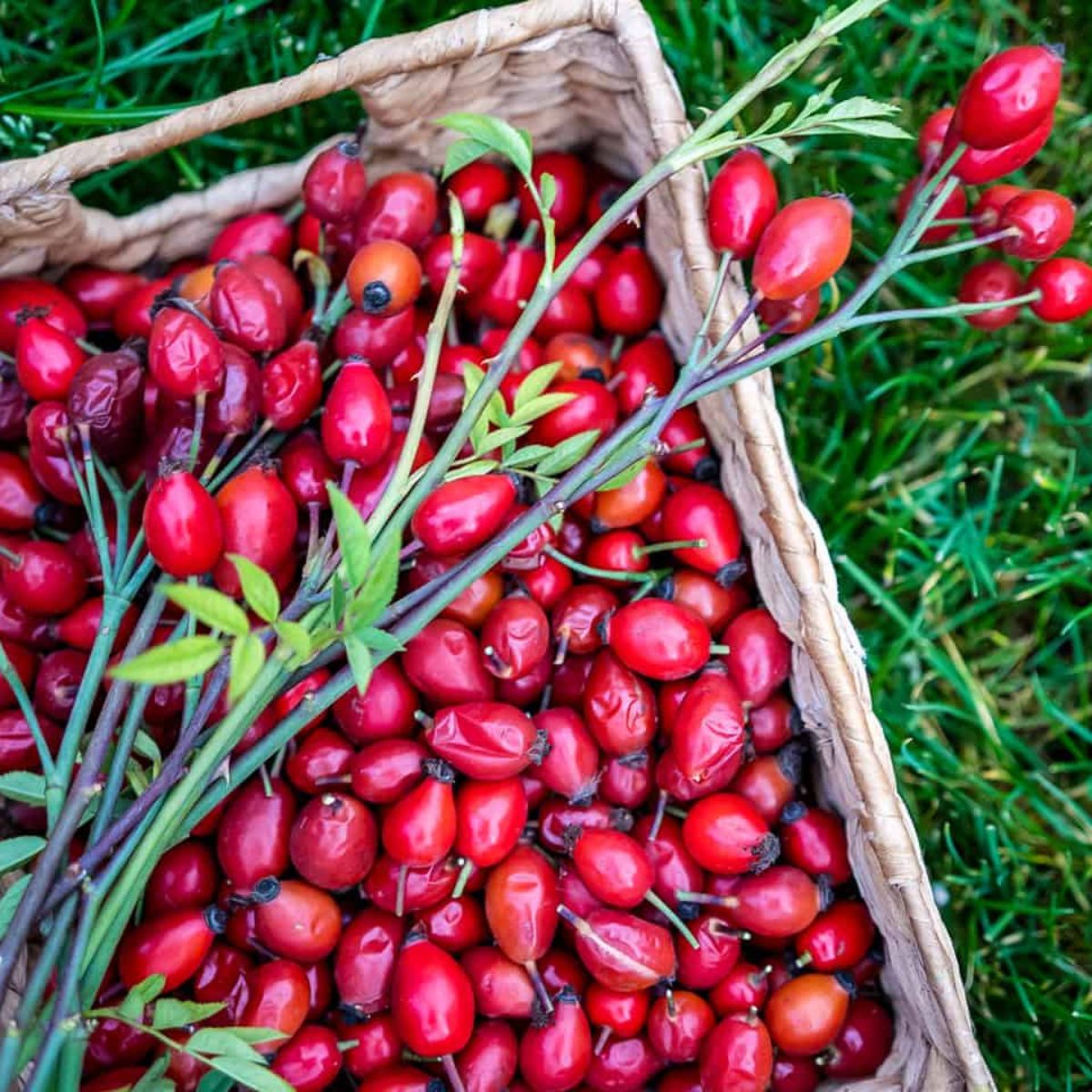 Freshly cut rose hips on Thursd