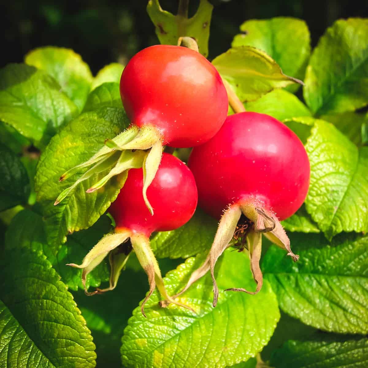 Harvested rose hips for edible uses on Thursd
