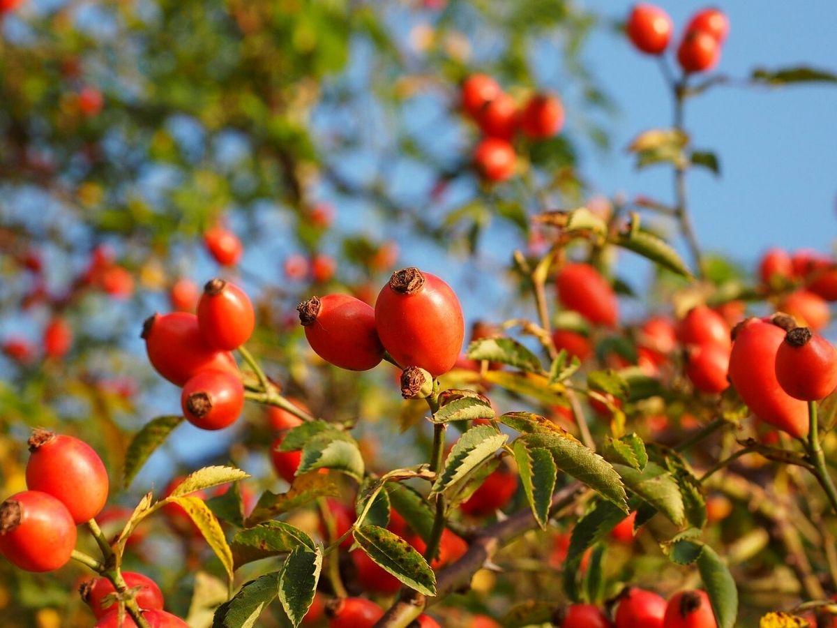 Rose hips are the edible part of roses which can be used for delicious recipes on Thursd
