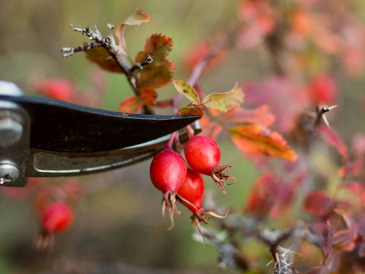 Different ways to use rose hips in the kitchen on Thursd