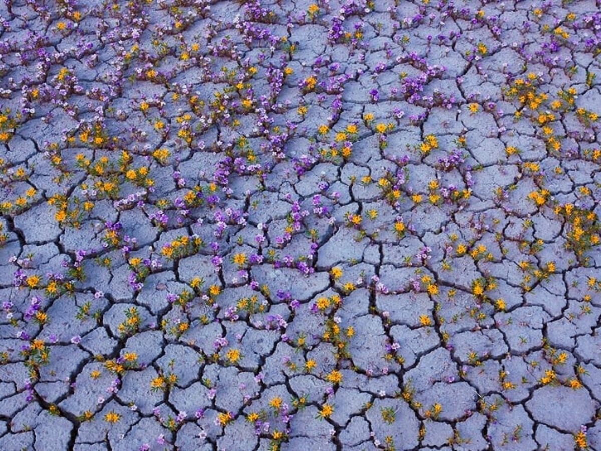 Utah desert blooming colorful wildflowers on Thursd