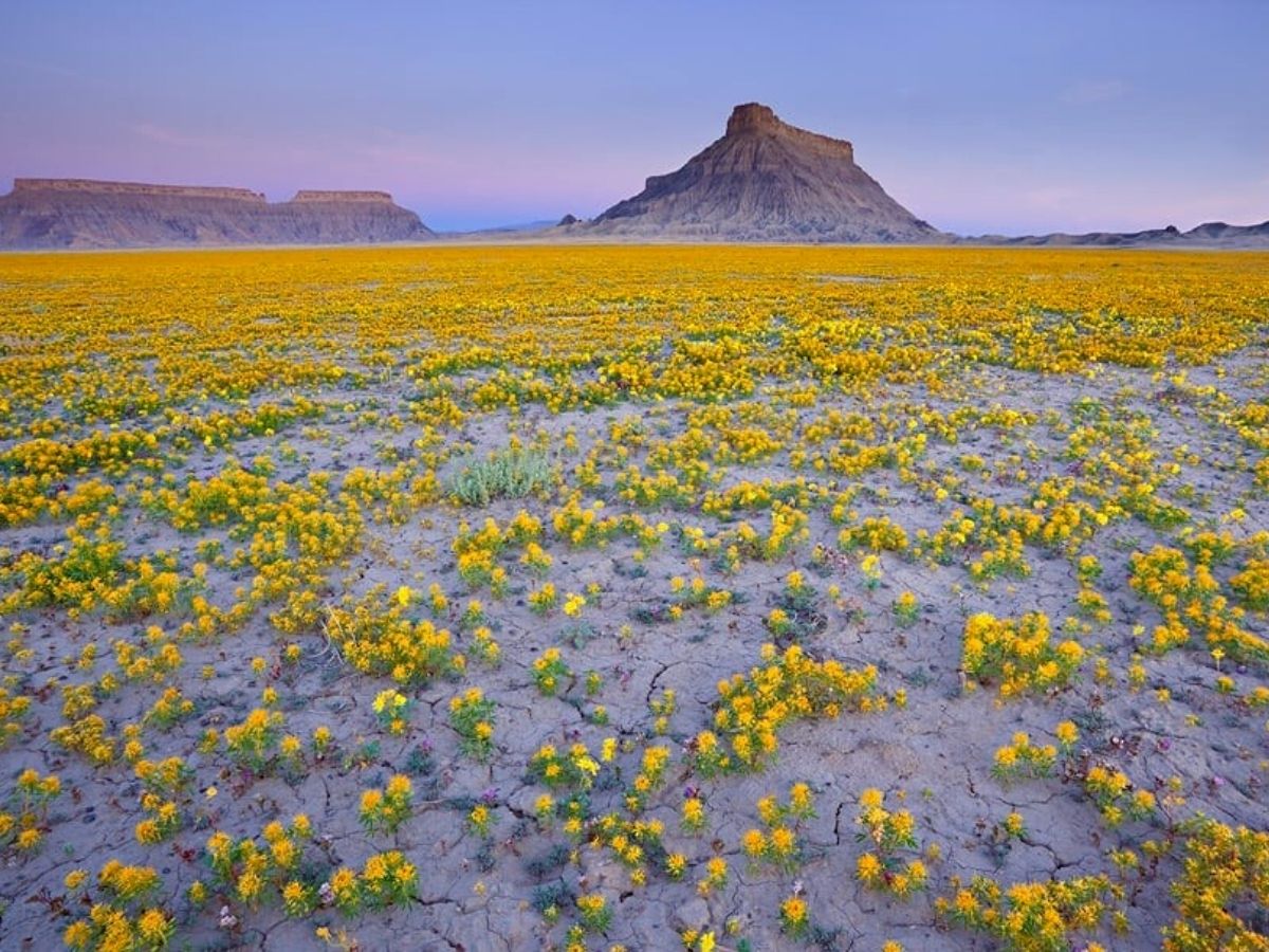 Utah desertic phenomenon with colorful wildflowers on Thursd