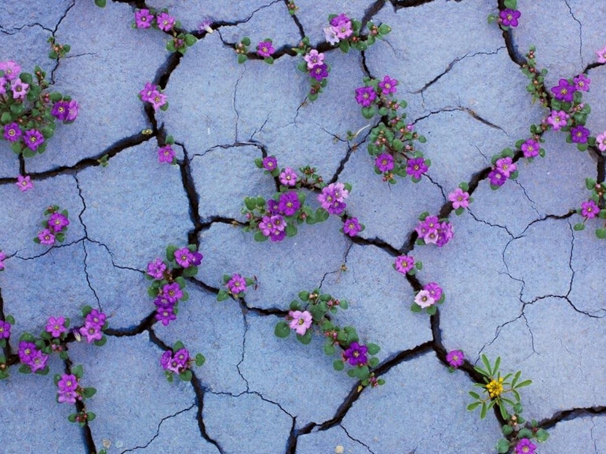 Utah filled with colorful wildflowers in the Badlands of America's West lands on Thursd