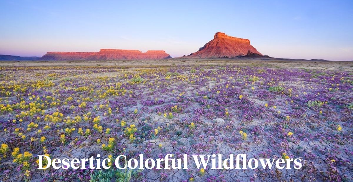 Colorful wildflowers in Utah desert header on Thursd 