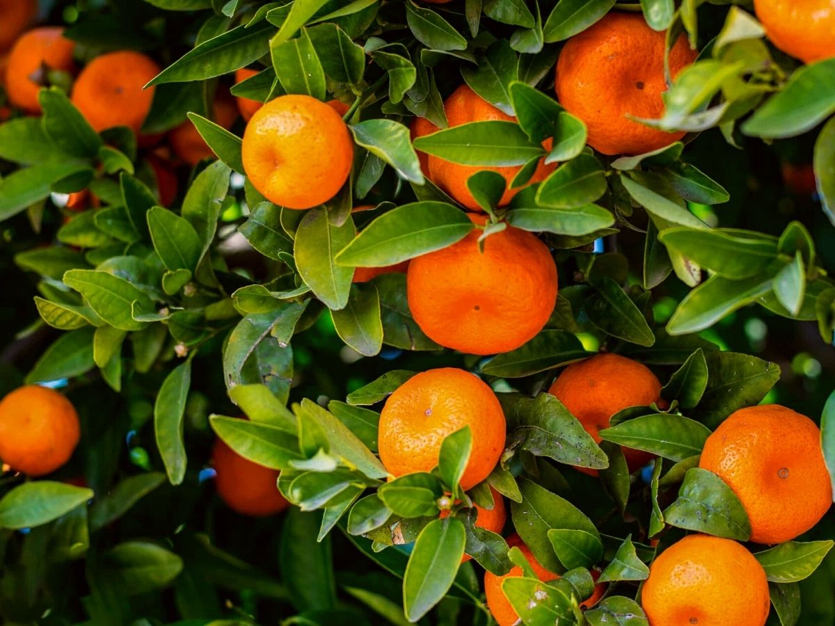 Mandarin tree is among the five best fruit trees to plant in your backyard on Thursd