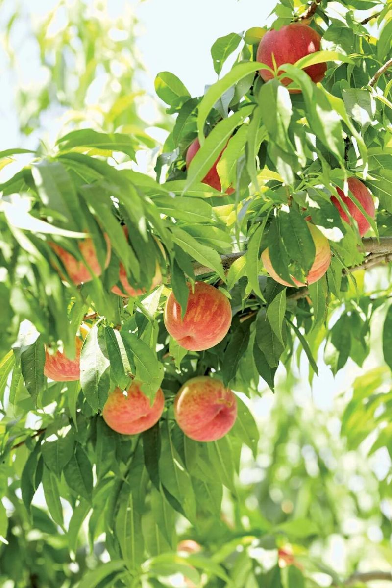 Peach Trees are one of the five best fruit trees on Thursd