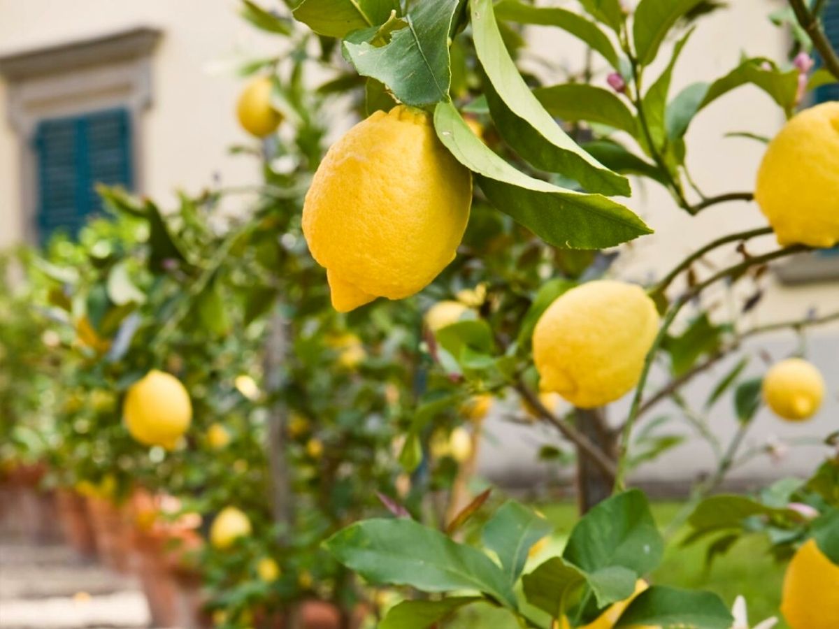 The last of the five best fruit trees to plant in your garden is the citrus tree on Thursd