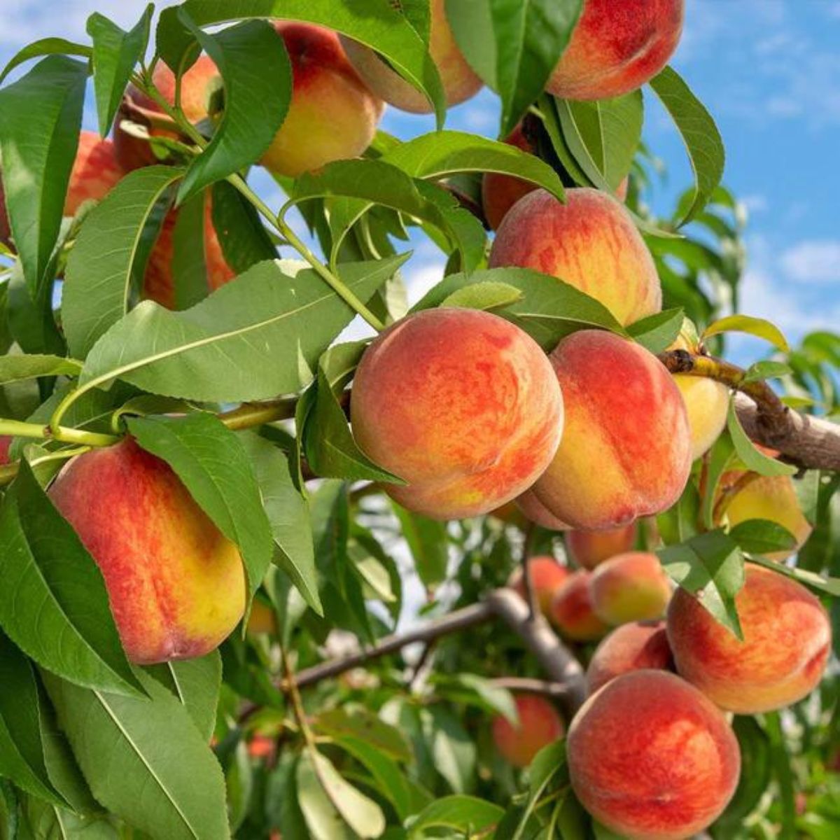 5-best-fruit-trees-to-grow-in-your-garden-featured