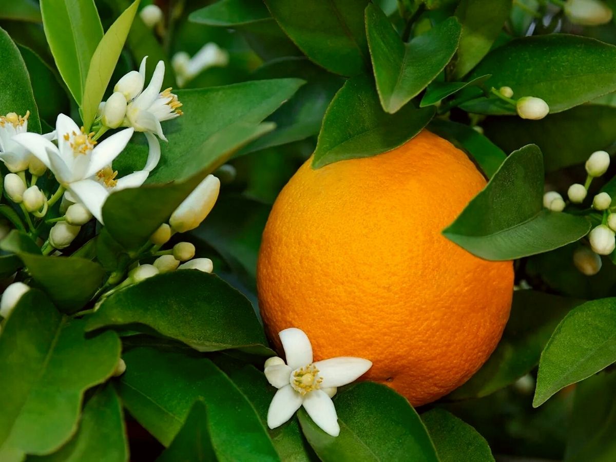 Citrus orange tree on Thursd