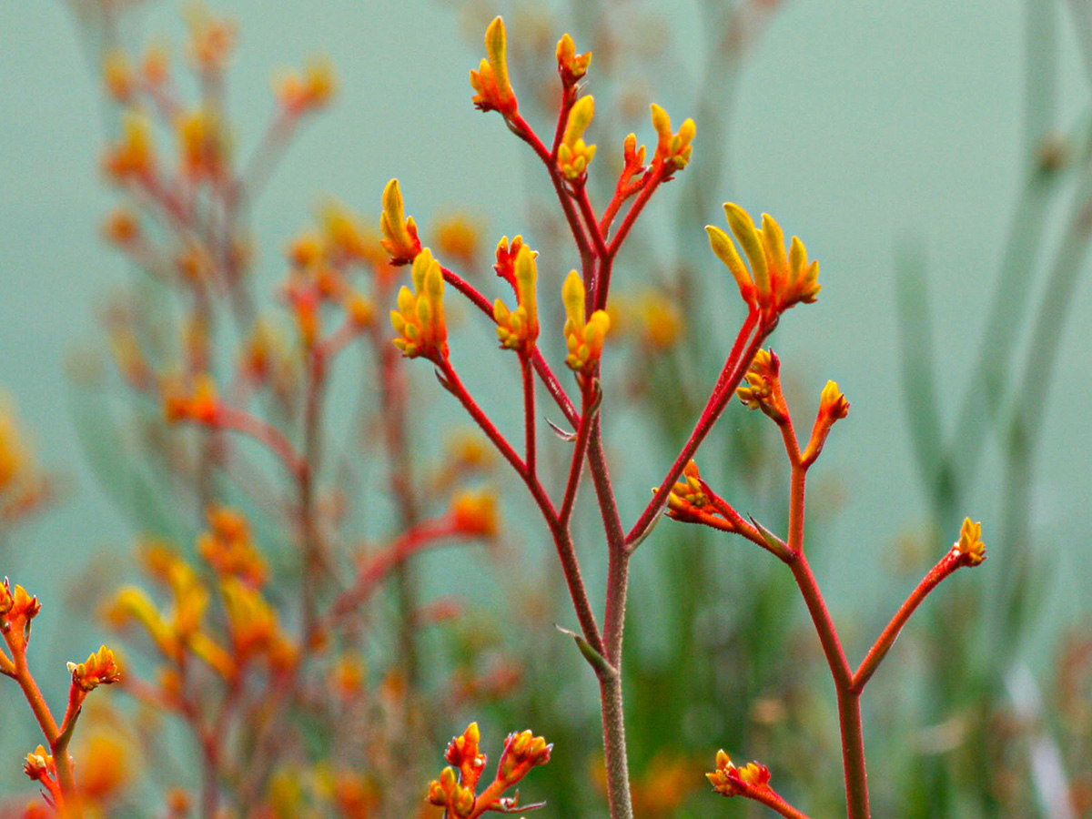 Anigozanthos Yellow Gem by Africalla on Thursd