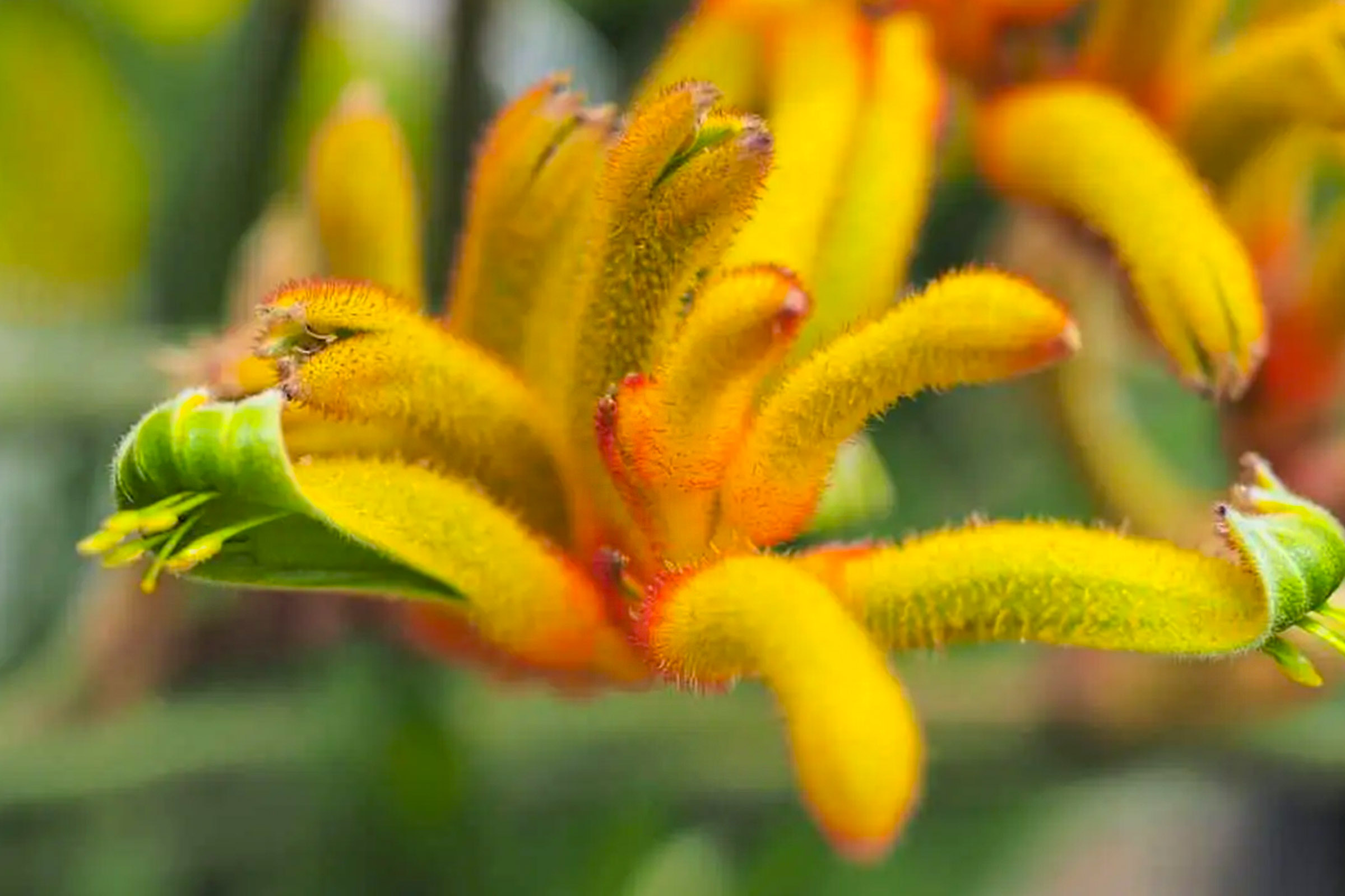 heres-anigozanthos-skippy-the-colorful-kangaroo-paw-series-from-africalla-featured