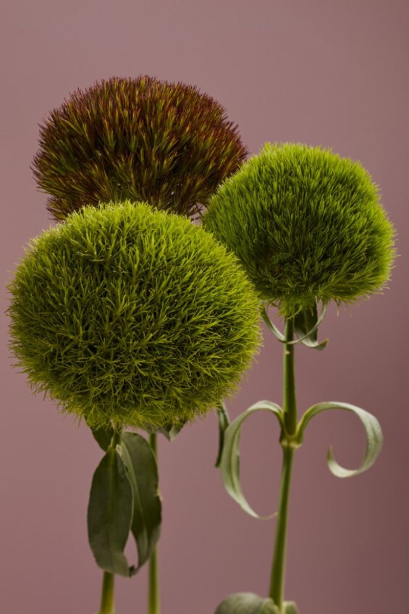 Kiwi Collection by Selecta One Cut Flowers on Thursd