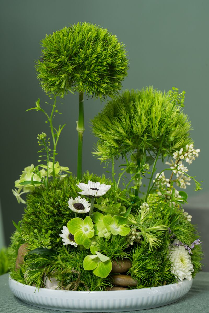 Dianthus Barbatus Kiwi Mellow Cool by Selecta One Cut Flowers on Thursd