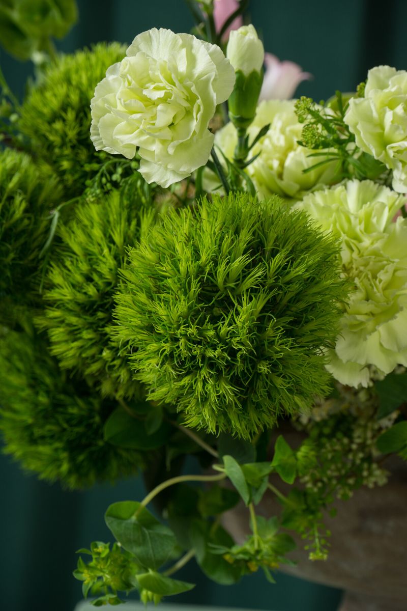 Dianthus Barbatus Kiwi Mellow Cool is perfect to embellish floral arrangements on Thursd