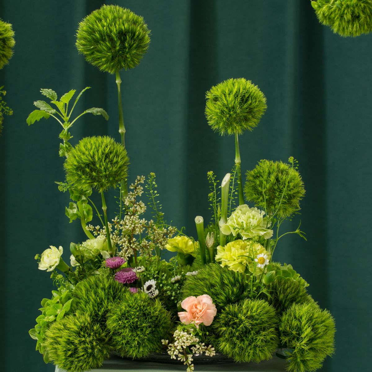 dianthus-barbatus-kiwi-mellow-cool-the-greenest-and-boldest-addition-you-didnt-know-you-needed-featured