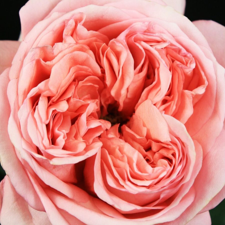 Rose De Ruiter Pink X-Pression - Valentine