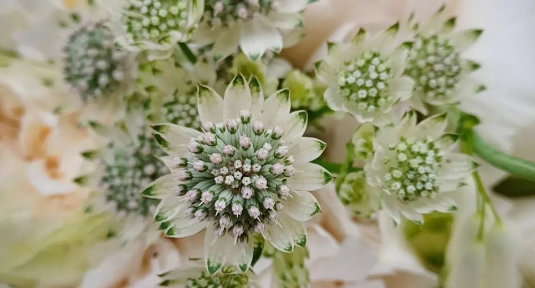 Blumenwerk Neudenau Florist onThursd