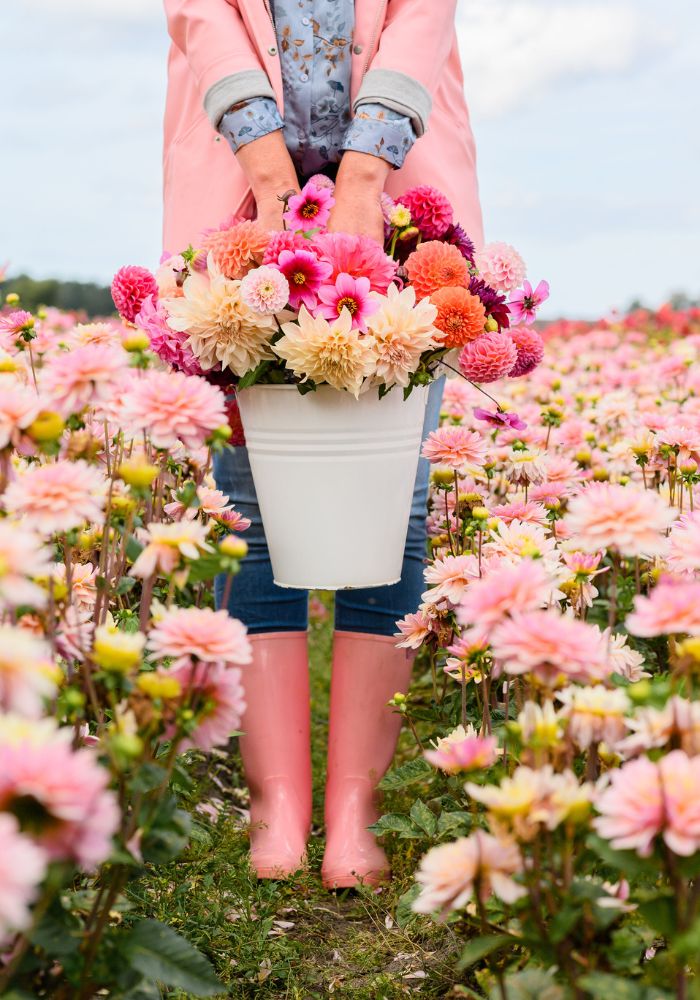 Dahlias in bucket in Flower field at the flower farm