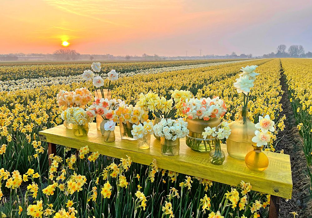 Sunset at Daffodil field at the FAM Flower Farm