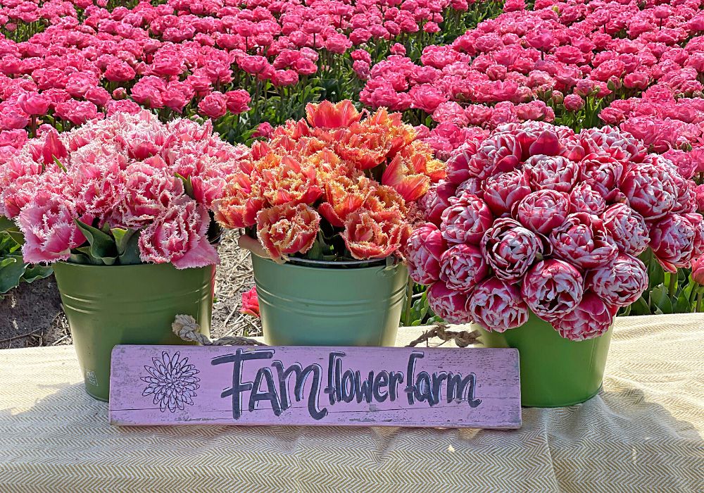 FAM Flower Farm Tulip fields